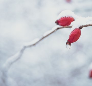 Podpora imunity v zimním období - Koření